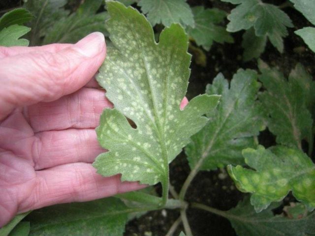 Chrysanthemum diseases and their treatment: photos of symptoms and preventive measures