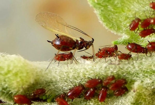 Chrysanthemum diseases and their treatment: photos of symptoms and preventive measures