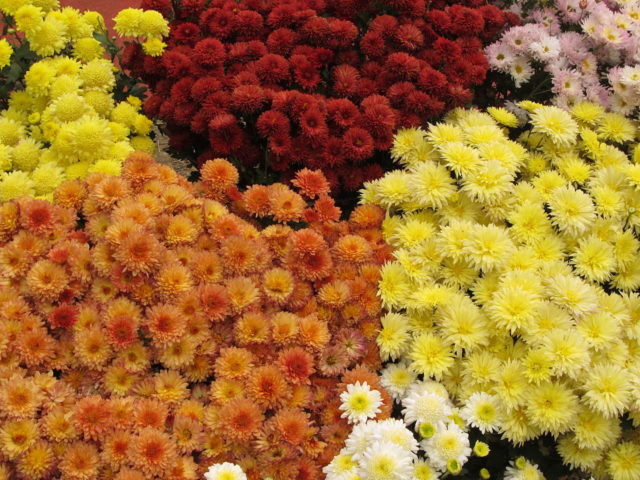 Chrysanthemum Indian mix: growing from seeds, photos and reviews