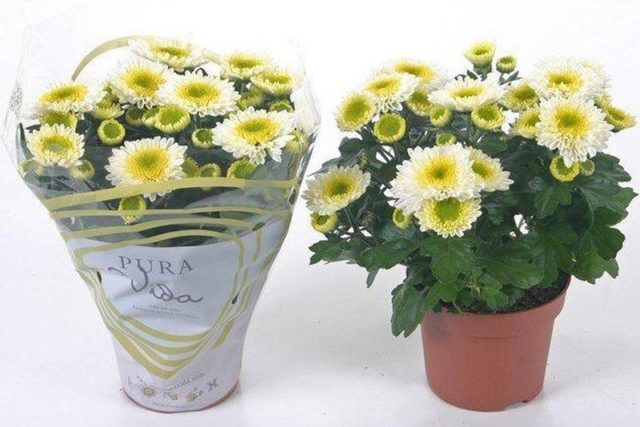 Chrysanthemum Indian mix: growing from seeds, photos and reviews