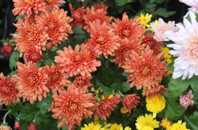 Chrysanthemum Indian mix: growing from seeds, photos and reviews