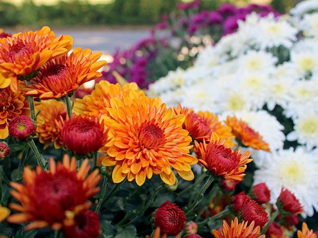 Chrysanthemum Indian mix: growing from seeds, photos and reviews