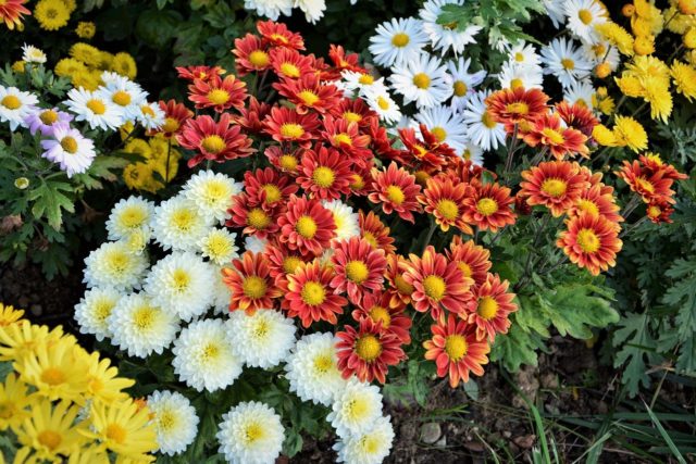 Chrysanthemum Indian mix: growing from seeds, photos and reviews