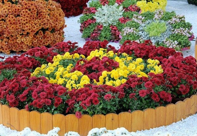 Chrysanthemum Indian mix: growing from seeds, photos and reviews