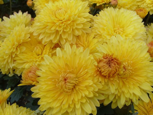 Chrysanthemum Indian mix: growing from seeds, photos and reviews