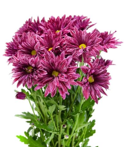 Chrysanthemum Indian mix: growing from seeds, photos and reviews