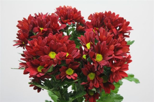 Chrysanthemum Indian mix: growing from seeds, photos and reviews