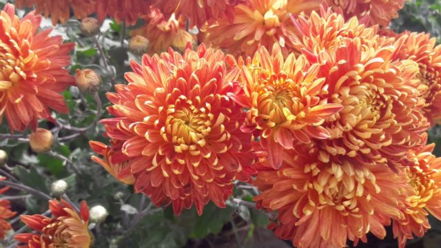 Chrysanthemum Indian mix: growing from seeds, photos and reviews