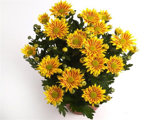 Chrysanthemum Indian mix: growing from seeds, photos and reviews