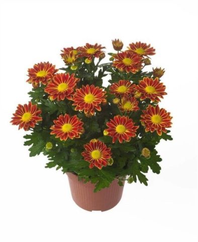 Chrysanthemum Indian mix: growing from seeds, photos and reviews