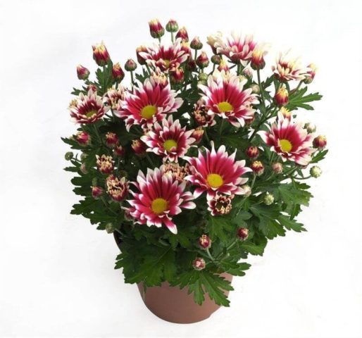 Chrysanthemum Indian mix: growing from seeds, photos and reviews