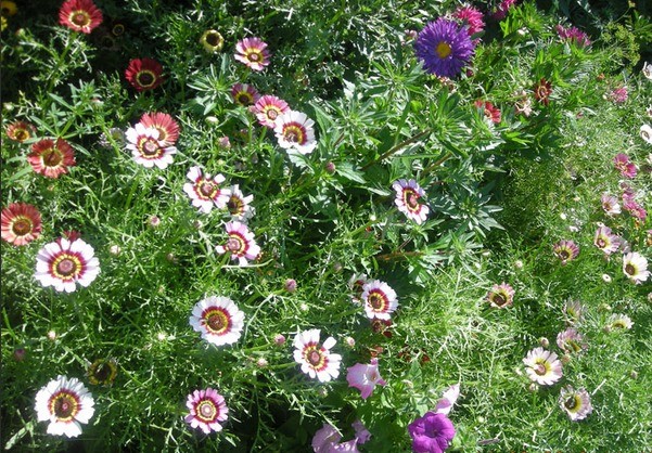 Chrysanthemum keeled: photo, planting and care, reproduction