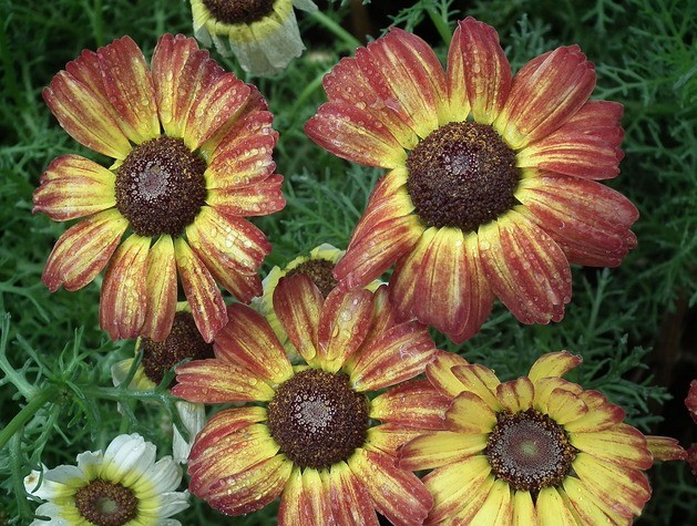 Chrysanthemum keeled: photo, planting and care, reproduction