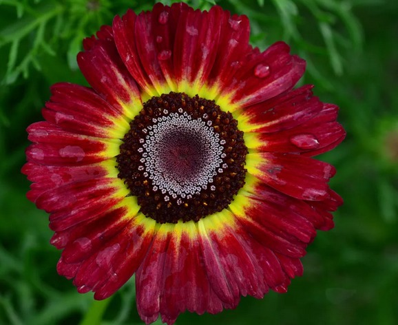 Chrysanthemum keeled: photo, planting and care, reproduction