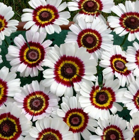 Chrysanthemum keeled: photo, planting and care, reproduction