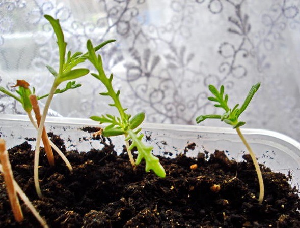 Chrysanthemum keeled: photo, planting and care, reproduction