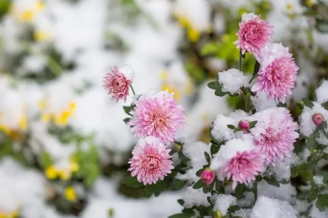 Chrysanthemum Korean: cultivation and care