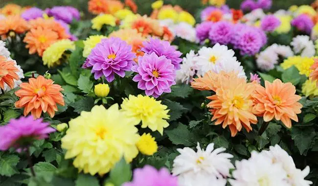 Chrysanthemum Korean: cultivation and care