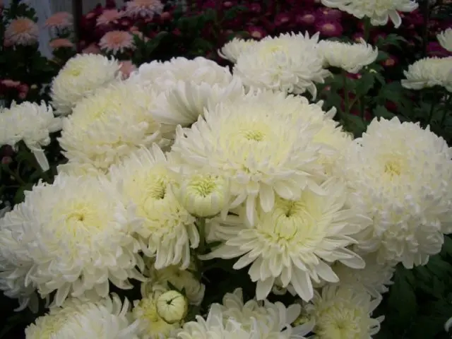 Chrysanthemum large-flowered: planting and care, cultivation, photo