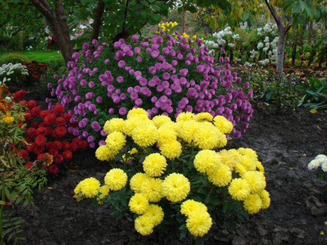 Chrysanthemum large-flowered: planting and care, cultivation, photo