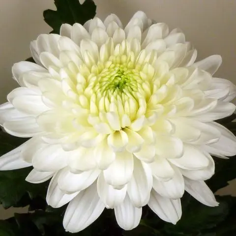 Chrysanthemum large-flowered: planting and care, cultivation, photo