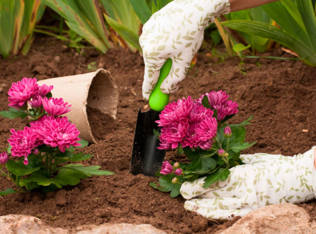 Chrysanthemum large-flowered: planting and care, cultivation, photo