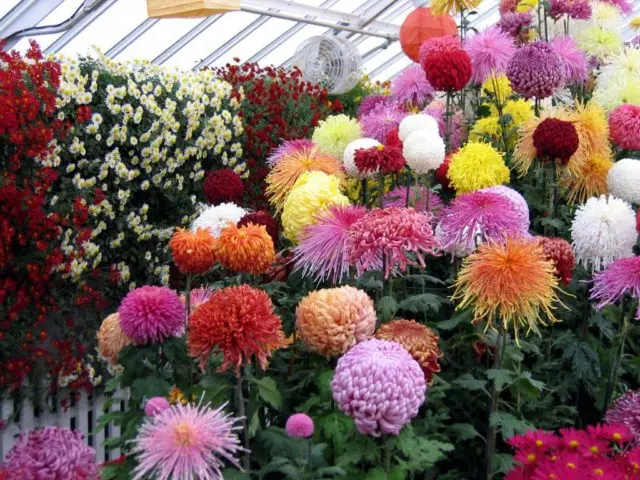 Chrysanthemum large-flowered: planting and care, cultivation, photo