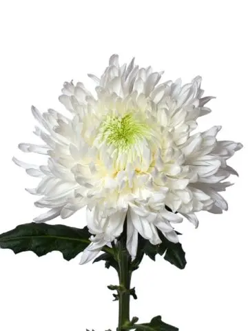 Chrysanthemum Magnum: photo, description, planting and care