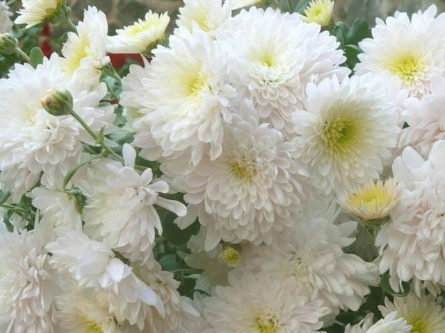 Chrysanthemum Multiflora spherical: varieties, photos, cultivation