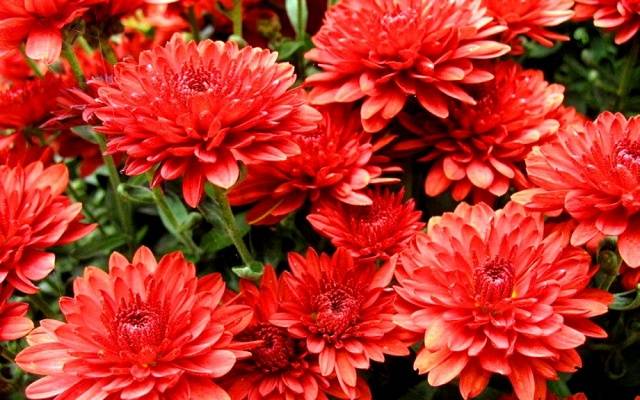 Chrysanthemum Multiflora spherical: varieties, photos, cultivation