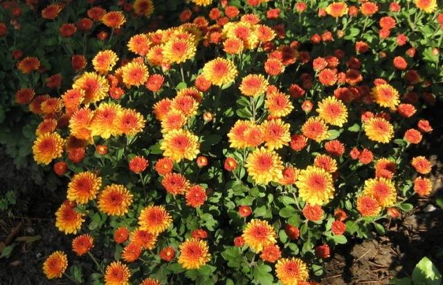 Chrysanthemum Multiflora spherical: varieties, photos, cultivation