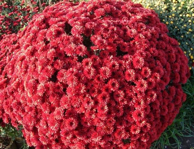 Chrysanthemum Multiflora spherical: varieties, photos, cultivation