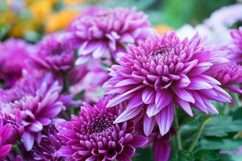 Chrysanthemum Multiflora spherical: varieties, photos, cultivation