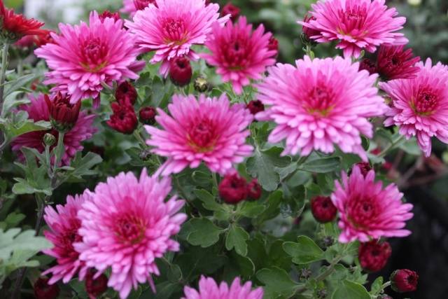 Chrysanthemum Multiflora spherical: varieties, photos, cultivation