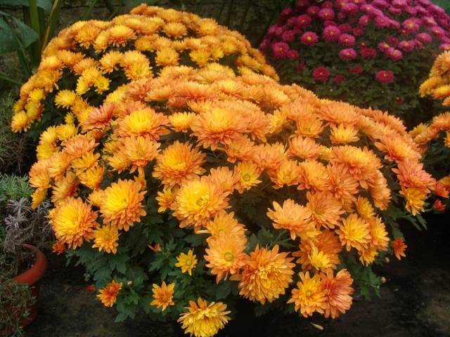 Chrysanthemum Multiflora spherical: varieties, photos, cultivation