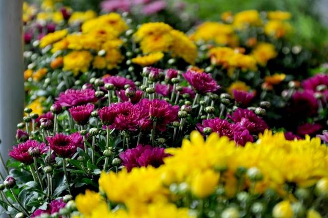 Chrysanthemum Multiflora spherical: varieties, photos, cultivation