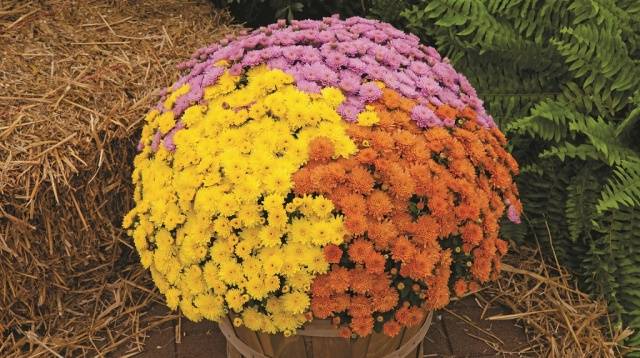 Chrysanthemum Multiflora spherical: varieties, photos, cultivation