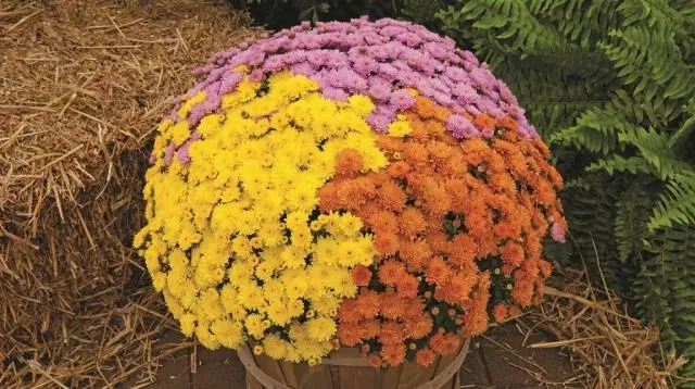 Chrysanthemum Multiflora spherical: varieties, photos, cultivation
