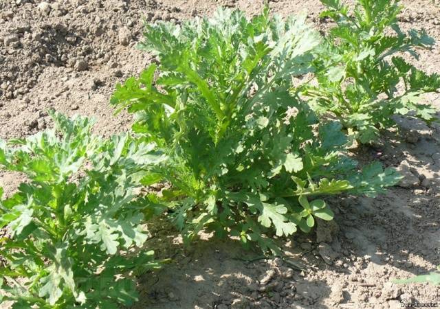 Chrysanthemum Multiflora spherical: varieties, photos, cultivation