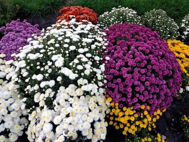 Chrysanthemum Multiflora spherical: varieties, photos, cultivation