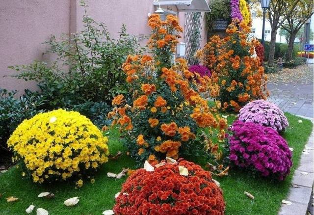 Chrysanthemum Multiflora spherical: varieties, photos, cultivation