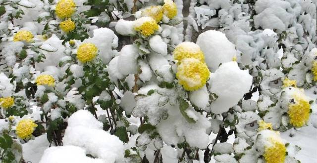 Chrysanthemum Multiflora spherical: varieties, photos, cultivation