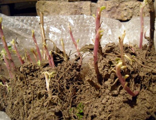 Chrysanthemum Multiflora spherical: varieties, photos, cultivation