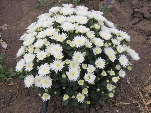 Chrysanthemum Multiflora spherical: varieties, photos, cultivation