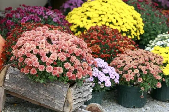 Chrysanthemum Multiflora spherical: varieties, photos, cultivation