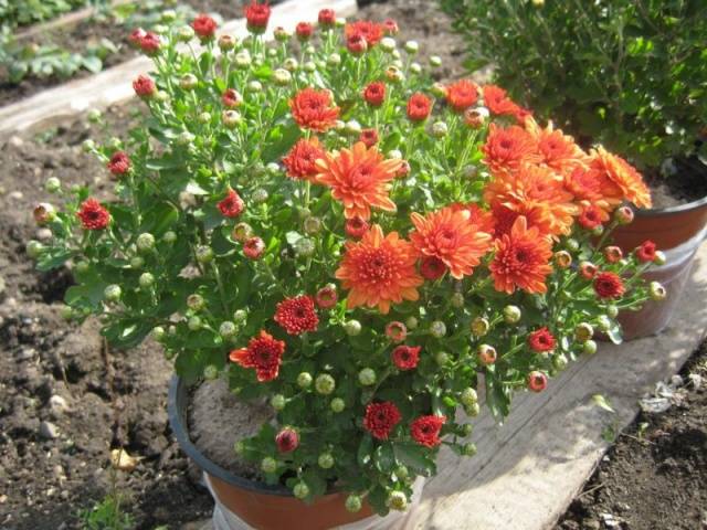 Chrysanthemum Multiflora spherical: varieties, photos, cultivation