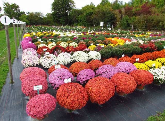 Chrysanthemum Multiflora spherical: varieties, photos, cultivation