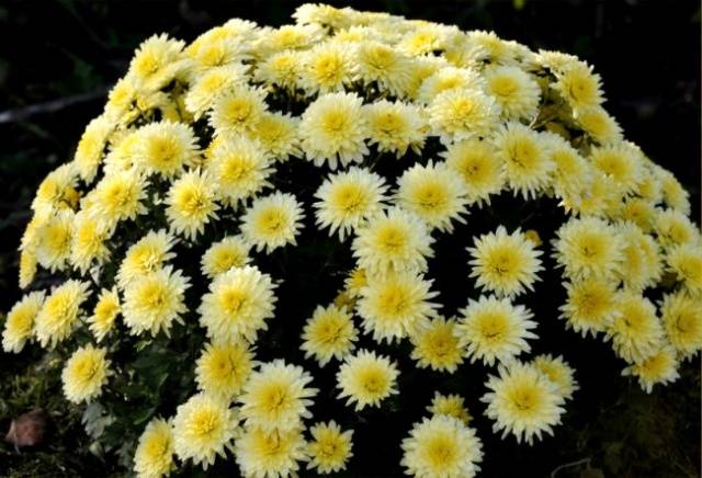 Chrysanthemum Multiflora spherical: varieties, photos, cultivation