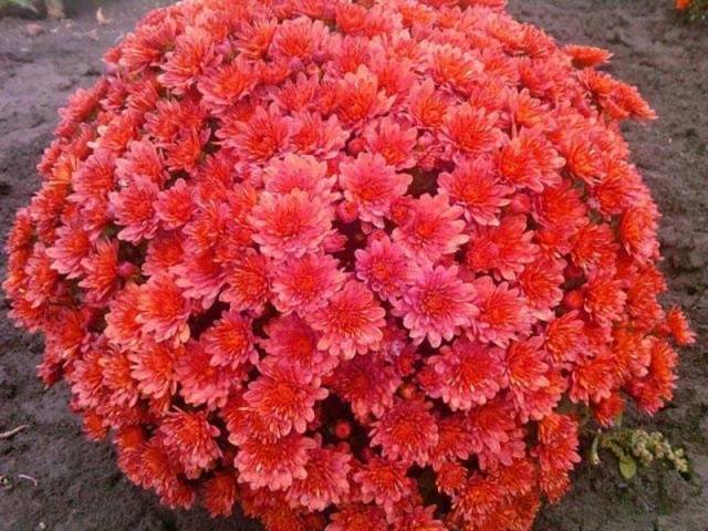 Chrysanthemum Multiflora spherical: varieties, photos, cultivation