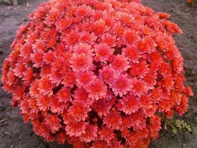 Chrysanthemum Multiflora spherical: varieties, photos, cultivation